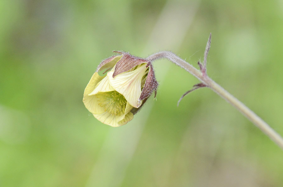 Luce di ... Geum rivale / Cariofillata dei rivi